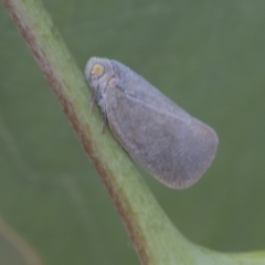 Anzora unicolor (Grey Planthopper) at Fyshwick, ACT - 9 Feb 2021 by AlisonMilton