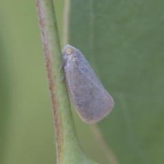 Anzora unicolor at Fyshwick, ACT - 10 Feb 2021 10:26 AM