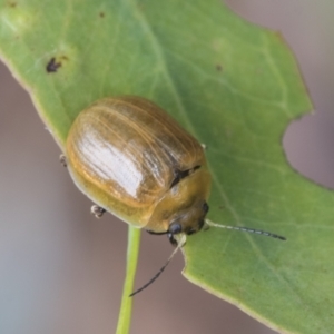 Paropsisterna cloelia at Fyshwick, ACT - 10 Feb 2021