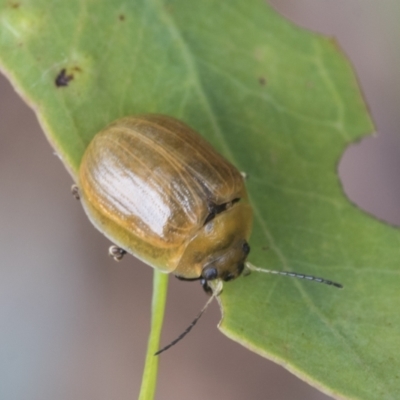 Paropsisterna cloelia (Eucalyptus variegated beetle) at Fyshwick, ACT - 10 Feb 2021 by AlisonMilton