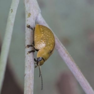 Paropsisterna cloelia at Fyshwick, ACT - 10 Feb 2021 10:24 AM