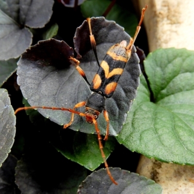 Aridaeus thoracicus (Tiger Longicorn Beetle) at Crooked Corner, NSW - 13 Feb 2021 by Milly