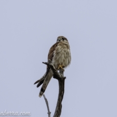 Falco cenchroides (Nankeen Kestrel) at Kambah, ACT - 24 Jan 2021 by BIrdsinCanberra