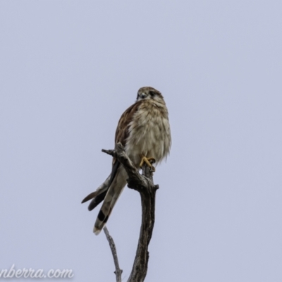 Falco cenchroides (Nankeen Kestrel) at Kambah, ACT - 23 Jan 2021 by BIrdsinCanberra