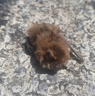 Vespertilionidae (family) (A microbat) at Paddys River, ACT - 14 Feb 2021 by dannymccreadie