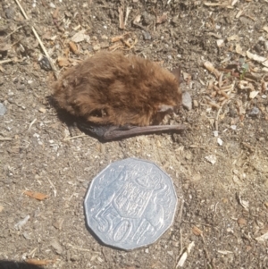 Vespertilionidae (family) at Paddys River, ACT - 14 Feb 2021