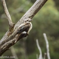 Dacelo novaeguineae (Laughing Kookaburra) at Kambah, ACT - 24 Jan 2021 by JonSteinbeck