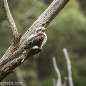 Dacelo novaeguineae at Kambah, ACT - 24 Jan 2021