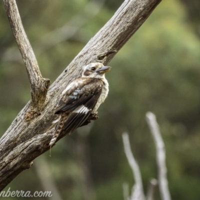Dacelo novaeguineae (Laughing Kookaburra) at Kambah, ACT - 24 Jan 2021 by JonSteinbeck
