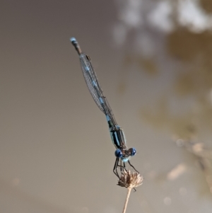 Austrolestes leda at Currawang, NSW - suppressed