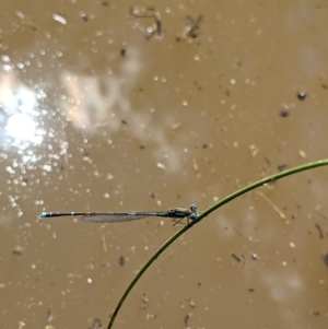 Austrolestes leda at Currawang, NSW - suppressed