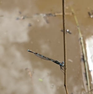 Austrolestes leda at Currawang, NSW - suppressed