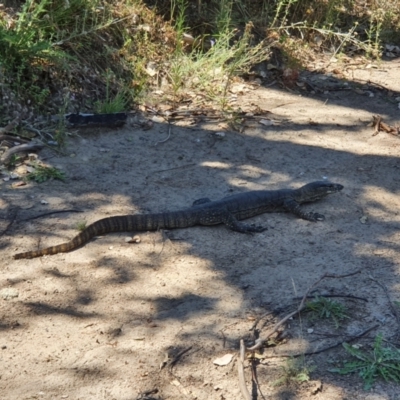 Varanus rosenbergi (Heath or Rosenberg's Monitor) at Booth, ACT - 14 Feb 2021 by jmcleod