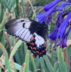 Papilio aegeus (Orchard Swallowtail, Large Citrus Butterfly) at Burra, NSW - 14 Feb 2021 by Safarigirl