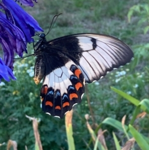 Papilio aegeus at Burra, NSW - 14 Feb 2021