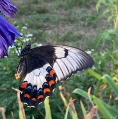 Papilio aegeus at Burra, NSW - 14 Feb 2021 06:38 PM