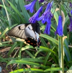 Papilio aegeus at Burra, NSW - 14 Feb 2021 06:38 PM