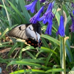 Papilio aegeus at Burra, NSW - 14 Feb 2021