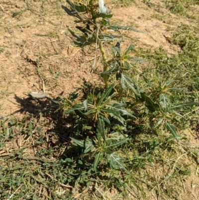 Xanthium spinosum (Bathurst Burr) at Albury - 14 Feb 2021 by ChrisAllen