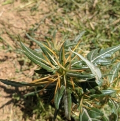 Xanthium spinosum at Thurgoona, NSW - 14 Feb 2021 12:08 PM