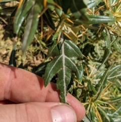 Xanthium spinosum at Thurgoona, NSW - 14 Feb 2021