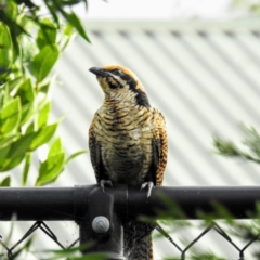 Eudynamys orientalis (Pacific Koel) at Kambah, ACT - 12 Feb 2021 by HelenCross