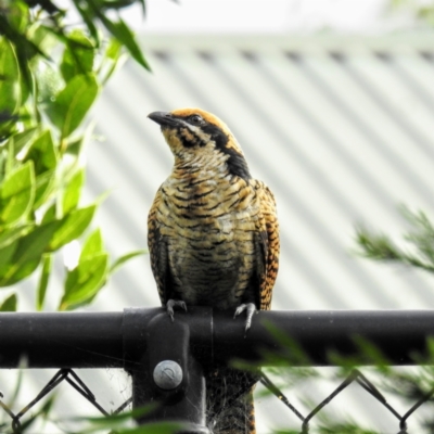 Eudynamys orientalis (Pacific Koel) at Kambah, ACT - 13 Feb 2021 by HelenCross
