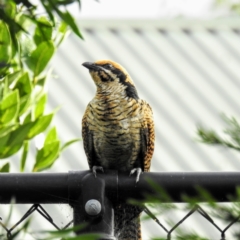 Eudynamys orientalis (Pacific Koel) at Lions Youth Haven - Westwood Farm - 12 Feb 2021 by HelenCross