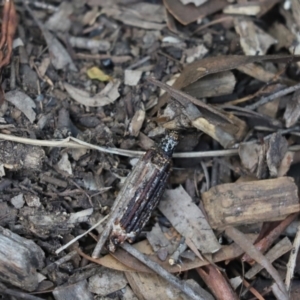 Clania (genus) at Cook, ACT - 14 Feb 2021 03:24 PM