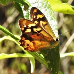 Heteronympha banksii (Banks' Brown) at Paddys River, ACT - 14 Feb 2021 by JohnBundock