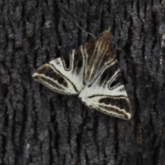 Phrataria replicataria (Pale Phrataria) at Paddys River, ACT - 14 Feb 2021 by JohnBundock