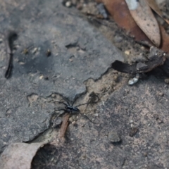 Unidentified Other hunting spider at Cook, ACT - 14 Feb 2021 by Tammy