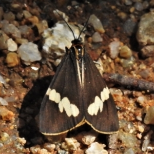 Nyctemera amicus at Paddys River, ACT - 14 Feb 2021 12:20 PM