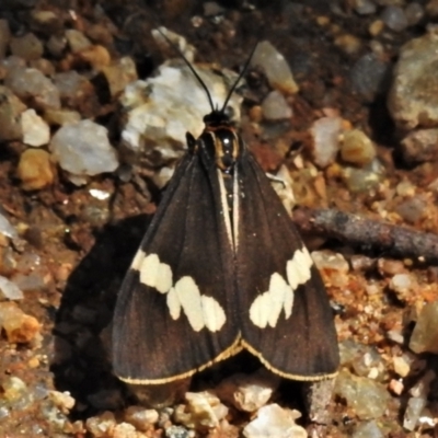 Nyctemera amicus (Senecio Moth, Magpie Moth, Cineraria Moth) at Paddys River, ACT - 14 Feb 2021 by JohnBundock