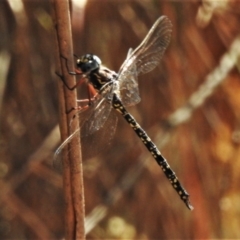 Austroaeschna multipunctata (Multi-spotted Darner) at Tidbinbilla Nature Reserve - 14 Feb 2021 by JohnBundock