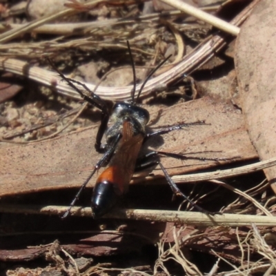Podalonia tydei (Caterpillar-hunter wasp) at Bonython, ACT - 14 Feb 2021 by RodDeb