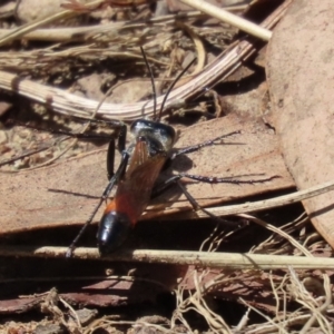 Podalonia tydei at Bonython, ACT - 14 Feb 2021 01:30 PM