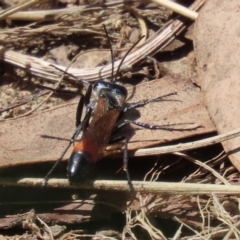 Podalonia tydei at Bonython, ACT - 14 Feb 2021 01:30 PM