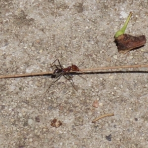 Iridomyrmex purpureus at Bonython, ACT - 14 Feb 2021 01:55 PM