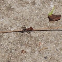 Iridomyrmex purpureus (Meat Ant) at Bonython, ACT - 14 Feb 2021 by RodDeb