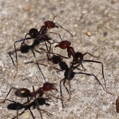 Iridomyrmex purpureus at Bonython, ACT - 14 Feb 2021 01:55 PM