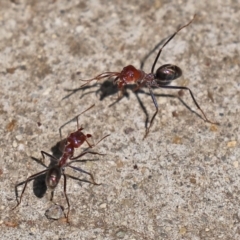 Iridomyrmex purpureus at Bonython, ACT - 14 Feb 2021