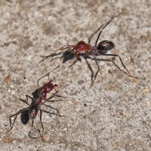 Iridomyrmex purpureus at Bonython, ACT - 14 Feb 2021 01:55 PM