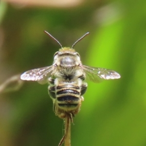 Megachile (Eutricharaea) macularis at Bonython, ACT - 14 Feb 2021