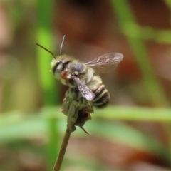 Megachile (Eutricharaea) macularis at Bonython, ACT - 14 Feb 2021