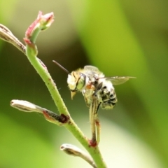Megachile (Eutricharaea) macularis at Bonython, ACT - 14 Feb 2021
