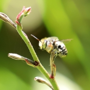 Megachile (Eutricharaea) macularis at Bonython, ACT - 14 Feb 2021 02:24 PM