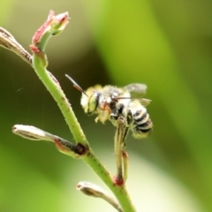 Megachile (Eutricharaea) macularis at Bonython, ACT - 14 Feb 2021