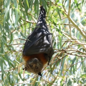 Pteropus poliocephalus at Bonython, ACT - 14 Feb 2021 01:44 PM