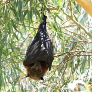 Pteropus poliocephalus at Bonython, ACT - 14 Feb 2021 01:44 PM